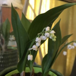 Lily of the valley